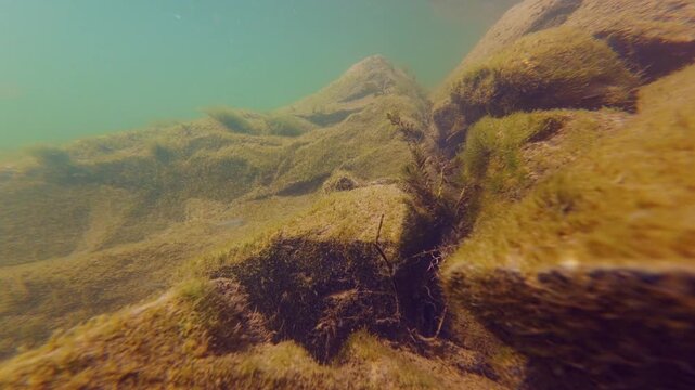 streambed riverbank biotope aquascape, bitterling dwarf fish eat algae on granite stone, watermilfoil aquatic plant underwater, organic silt sediment, murky water turbulent flow, river Uzh in Uzhhorod