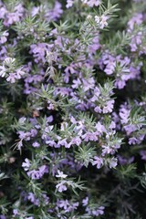 Fototapeta premium Closeup on the light purple flowers of the Australian coastal rosemary, Westringia fruticosa