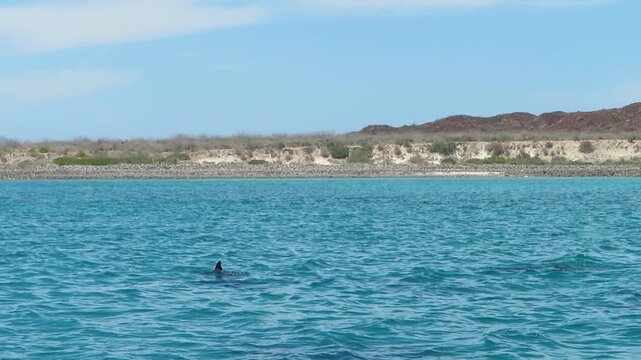 Wild dolphins swimming in the sea of Cortez near Loreto islands in Lower California (Baja California)