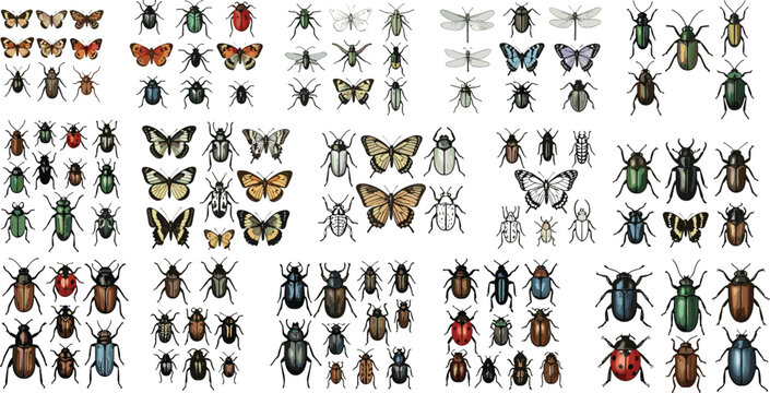 Insect collection with butterflies beetles flies dragonflies and bugs isolated vintage vector illustration set for entomology design