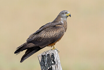 Fototapeta premium Black kite perched on a weathered post