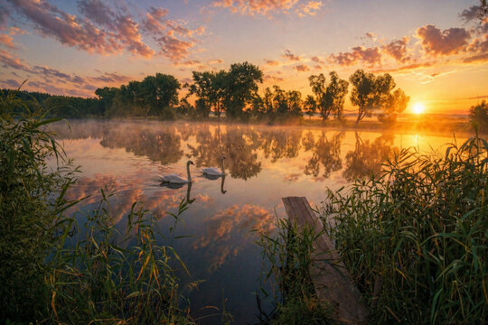 two white swans swimming on a misty lake during a golden sunset.