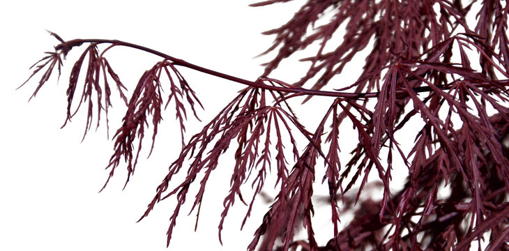 Garnet Laceleaf Japanese maple tree isolated on Transparent background 