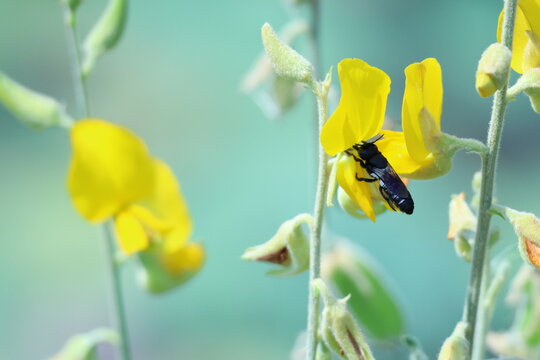 Abeille charpenti&egrave;re Xylocopa latipes pollinisant fleur jaune