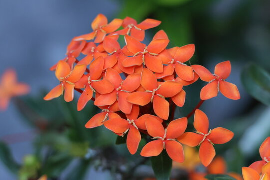 Fleurs orange Ixora coccinea en macro sur fond naturel