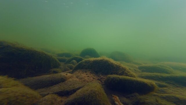 underwater aquascape after flood, green algae bloom in low visible murky water, turbulent flow mountain stream biotope, organic silt alluvium sediment, nature explore, shallow Uzh river in Uzhhorod
