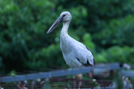 Bec-ouvert indien Anastomus oscitans pos&eacute; en environnement naturel