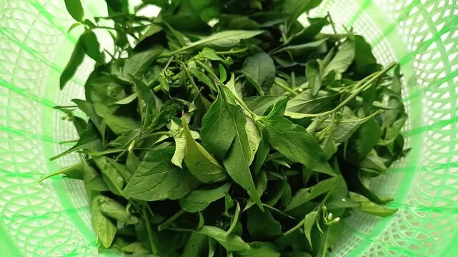 Fresh black nightshade solanum nigrum hierba mora quilete leaves in green colander