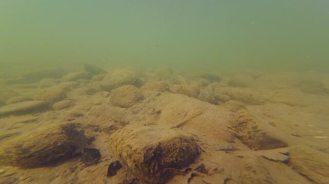 underwater aquascape after flood, dwarf fish shoal enjoy sunshine in clear water, turbulent flow mountain stream biotope, organic silt alluvium sediment, nature explore, shallow Uzh river in Uzhhorod