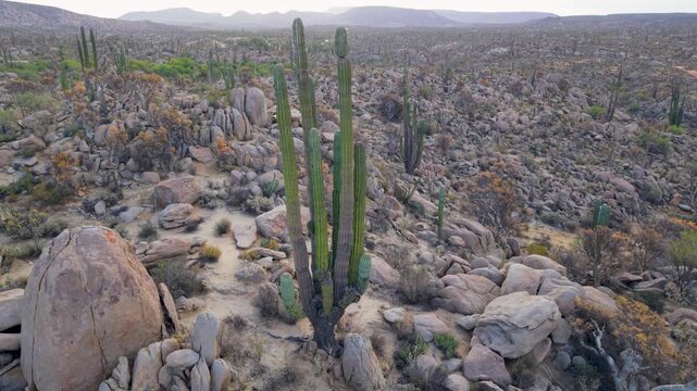 Witness the sunrise over Catavina showing cacti, palms, and the unique desert landscape of Baja California in Mexico.