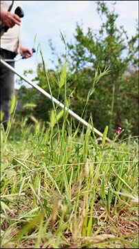 Gardener cutting green grass with a brushcutter