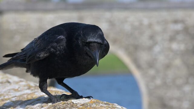 Carrion Crow (Corvus corone) eating seeds from the top of a stone wall before flying away. April, Kent, UK [Half speed] Vertical