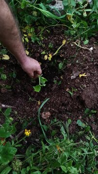 Farmer hands planting a young zucchini seedling