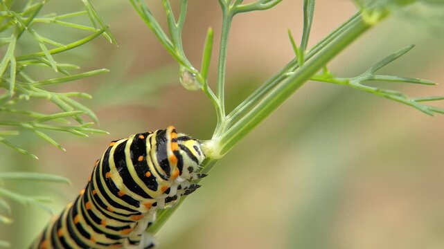 Swallowtail butterfly larva Papilio machaon drinking clear water drop from green dill branch. Colorful striped insect hydrating in garden. Soft light, Medium shot. Survival Instinct and Vitality.