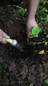 Gardener planting cucumber seedlings in a garden
