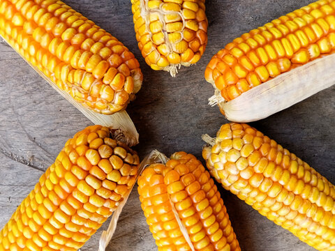 Yellow corn background with circular pattern. (Zea mays)