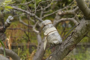 Fototapeta premium Rooting tree branches and preparing for air layering. Air layering a fruit tree branch using a plastic bottle to stimulate root growth during propagation or future grafting.