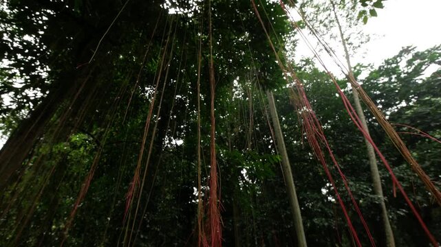 Hanging root that extends from a tree in a tropical forest.