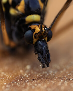 Wasp face detailed. Detailed image of wasp with textured exoskeleton and sharp focus