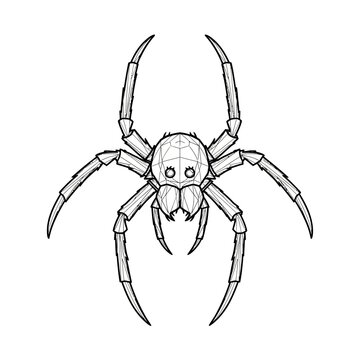 Detailed black and white line art drawing of a spider.