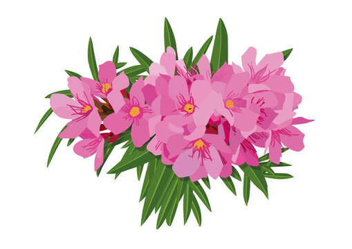 oleander flower on white background illustration vector