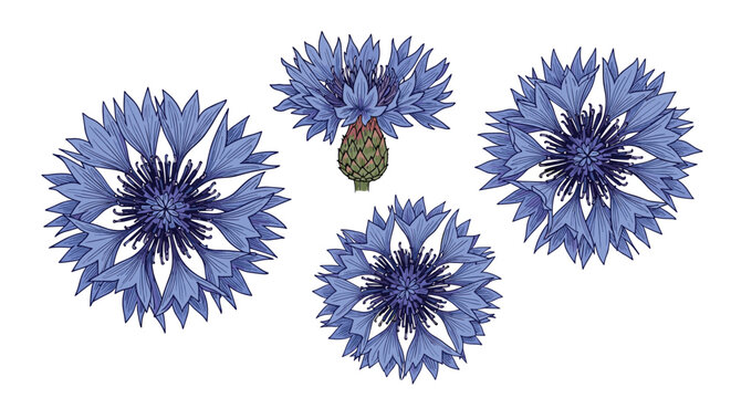 Detailed set of blue cornflower illustrations showing the plant from different perspectives and stages of blooming.