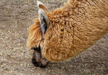 Fototapeta premium close up of a brown alpaca