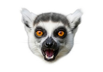 Fototapeta premium Lemur Face Close Up with Surprised Expression Isolated on White