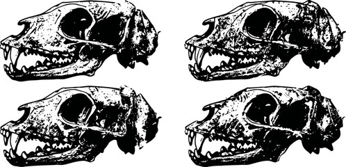 Obraz premium Four animal skulls arranged in grid, detailed black and white scientific illustration, vintage anatomy drawing
