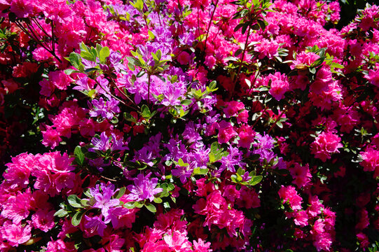 Azaleen im Garten zum Fr&uuml;hling die volle Bl&uuml;tenpracht.