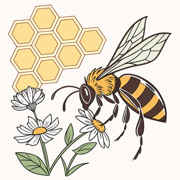 Bee collecting nectar from white flowers with honeycomb yellow and black bee