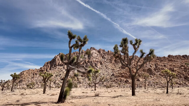 A travel to joshua tree national park at 
california state of usa. Beautiful 
tourist photo with nature landscape from america. 
Thorns conifers plants at mojave desert.