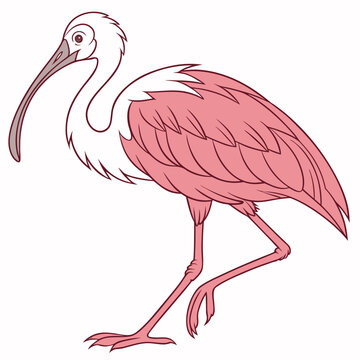 Roseate spoonbill with white neck and pink body bird long beak