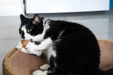 Black and white cat playing with toy wicker ball © Nataliya