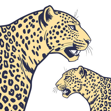 Two leopards heads in yellow and black animal mammal cartoon