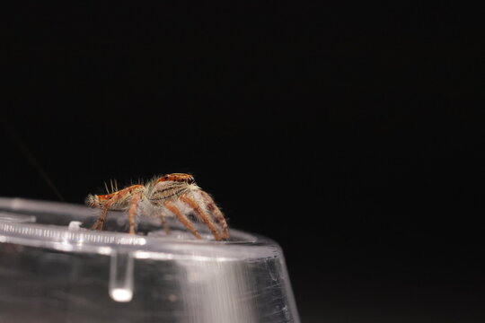 Hyllus walckenaeri Jumping Spider Macro Photography | Salticidae Close-Up Portrait | Exotic Furry Spider with Orange Stripes | High Detail Arachnid Wildlife Macro Shot on Black Background