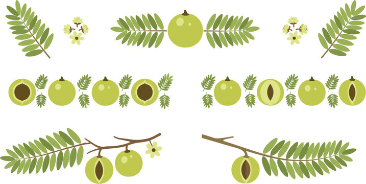 Indian Gooseberry Amla Border and Pattern Set with Leaves, Branches, and Fruits in Flat Vector Style, Herbal Botanical Illustration Collection