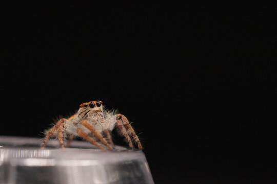 Hyllus walckenaeri Jumping Spider Macro Photography | Salticidae Close-Up Portrait | Exotic Furry Spider with Orange Stripes | High Detail Arachnid Wildlife Macro Shot on Black Background