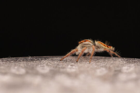Hyllus walckenaeri Jumping Spider Macro Photography | Salticidae Close-Up Portrait | Exotic Furry Spider with Orange Stripes | High Detail Arachnid Wildlife Macro Shot on Black Background