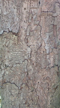 Bark beetle galleries on old tree trunk texture