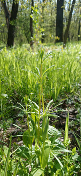Northern bedstraw (Galium boreale) wild plant in sunny spring forest