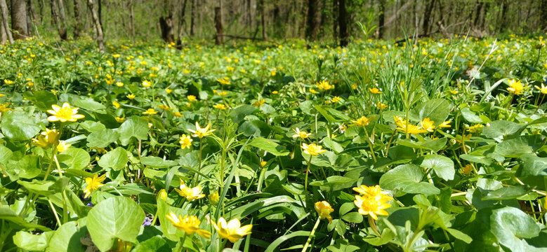 Spring meadow with yellow lesser celandine flowers blooming