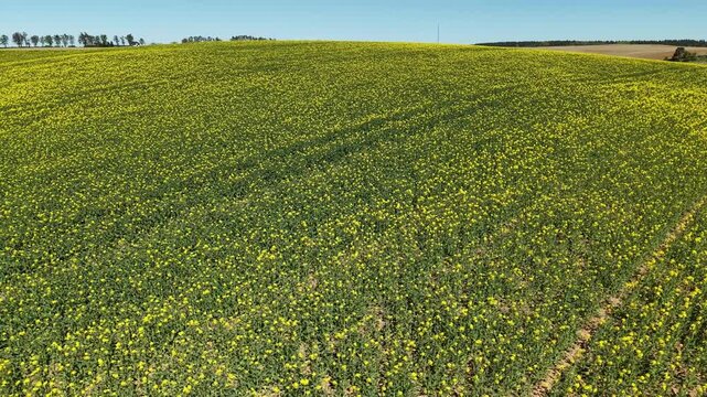 Canola Field &ndash; Sideways Left Diagonal Aerial Flight Over Blooming Crops