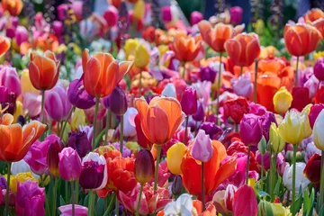 Fototapeten Tulpen wild field mixed tulips in many different colors  © H.A.Colijn
