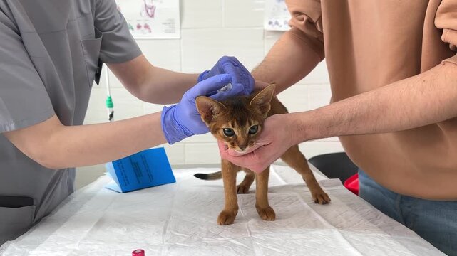 Abyssinian kitten receiving routine vaccination on examination table at veterinary clinic. Veterinarian does injection while owner gently holds cat. Preventive pet healthcare owner-vet interaction.