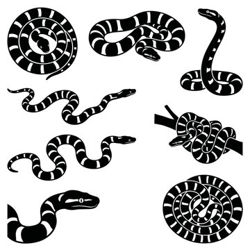 black and white silhouette vector set of Bismarck Ringed Python.