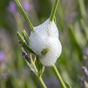 Cuckoo Spit or Frog Hoppers Foam on a Lavender Stem.