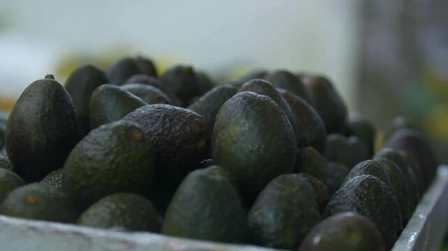 Aguacates Hass frescos y maduros apilados en mercado tradicional mexicano - 4K