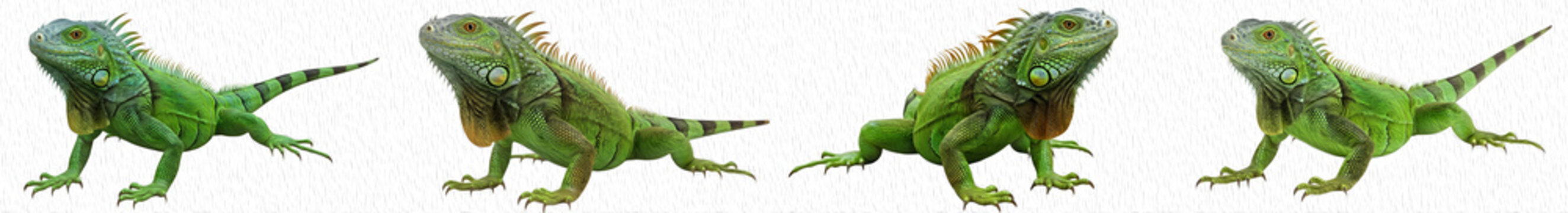 set of the green iguana isolated on white background PNG photo\\\