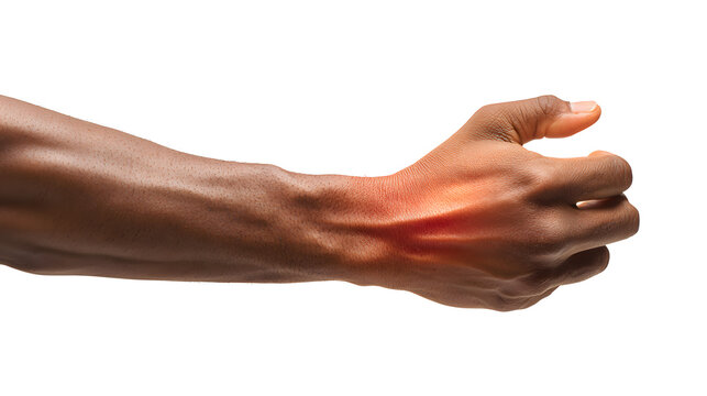 Close up of flexed arm with highlighted flexor carpi radialis muscle and tendons on a plain white background for anatomy or medical use